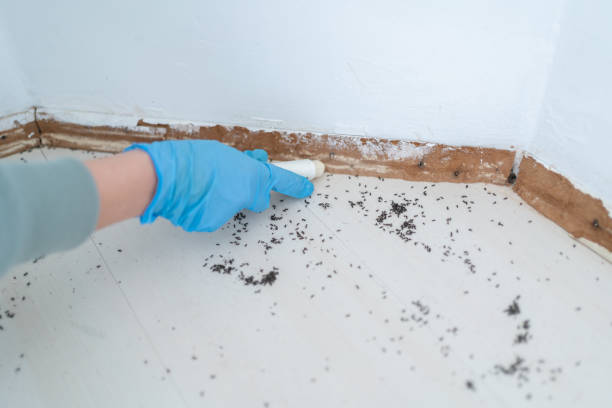 Professional Pest Control in Ridgemark, CA